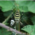 Araignée tigre: habitat et caractéristiques