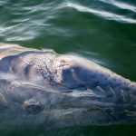 La baleine grise bat le record du plus long voyage d'animaux et parcourt la moitié du monde
