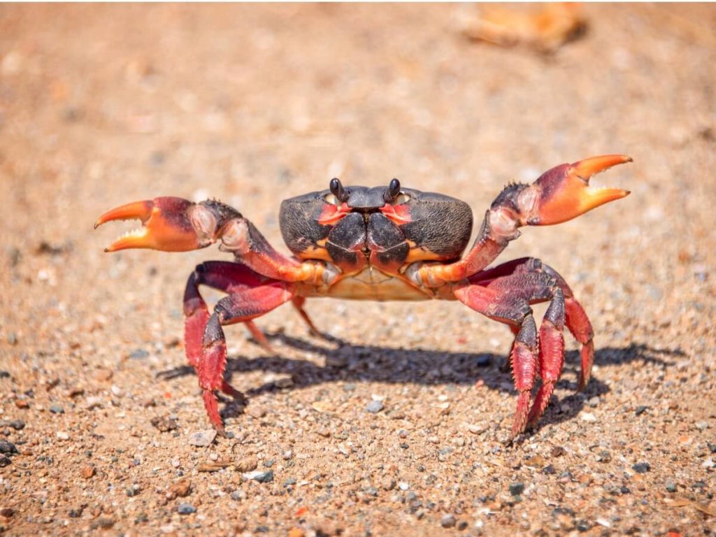 10 curiosités de crabes