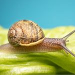 10 curiosités d'escargots qui vous surprendront