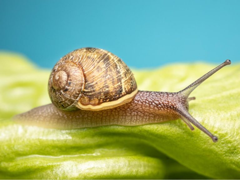 10 curiosités d'escargots qui vous surprendront