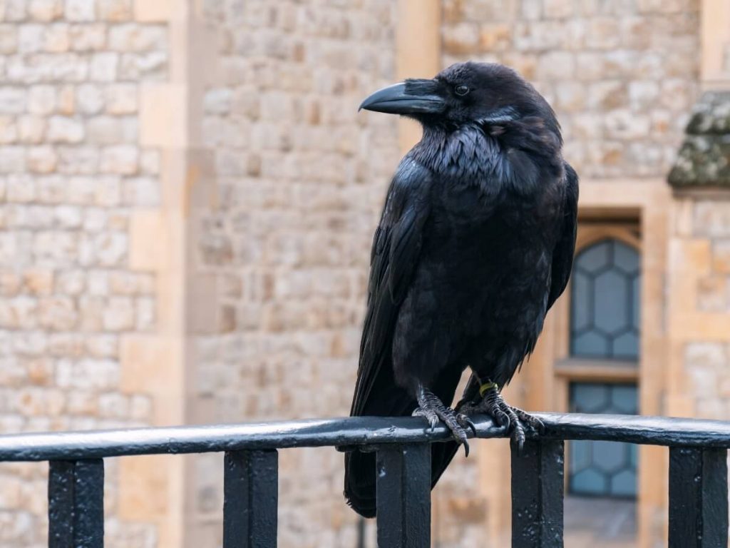 10 curiosités de corbeaux