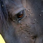 Dermatite estivale équine : causes, symptômes et traitement