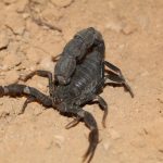 10 curiosités de scorpions qui vous surprendront