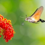 Sphinx colibri: habitat et caractéristiques