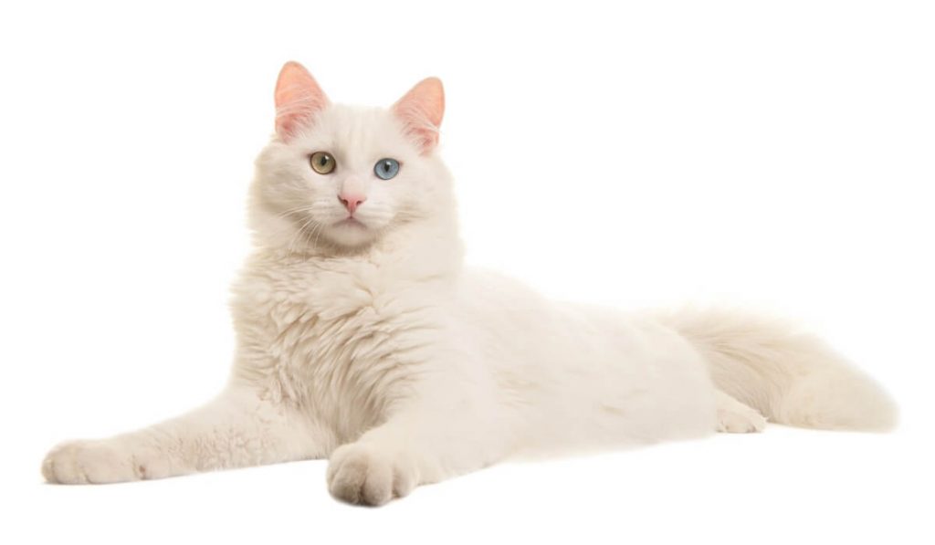 Soins aux chats albinos