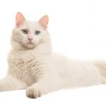 gato-albino-fondo-blanco.jpg