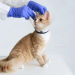 Les chats stérilisés peuvent-ils avoir des rapports sexuels ?