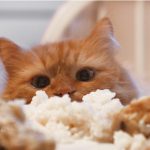 Les chats peuvent-ils manger du riz ?