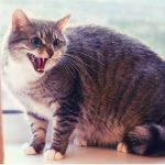 12 signes que votre chat ne vous aime pas