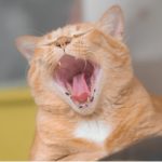 La mauvaise haleine chez le chat : causes et traitement