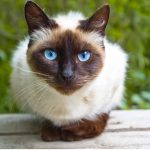 gato-siames-ojos-azules.jpg