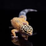 gecko-leopardo-fondo-negro.jpg
