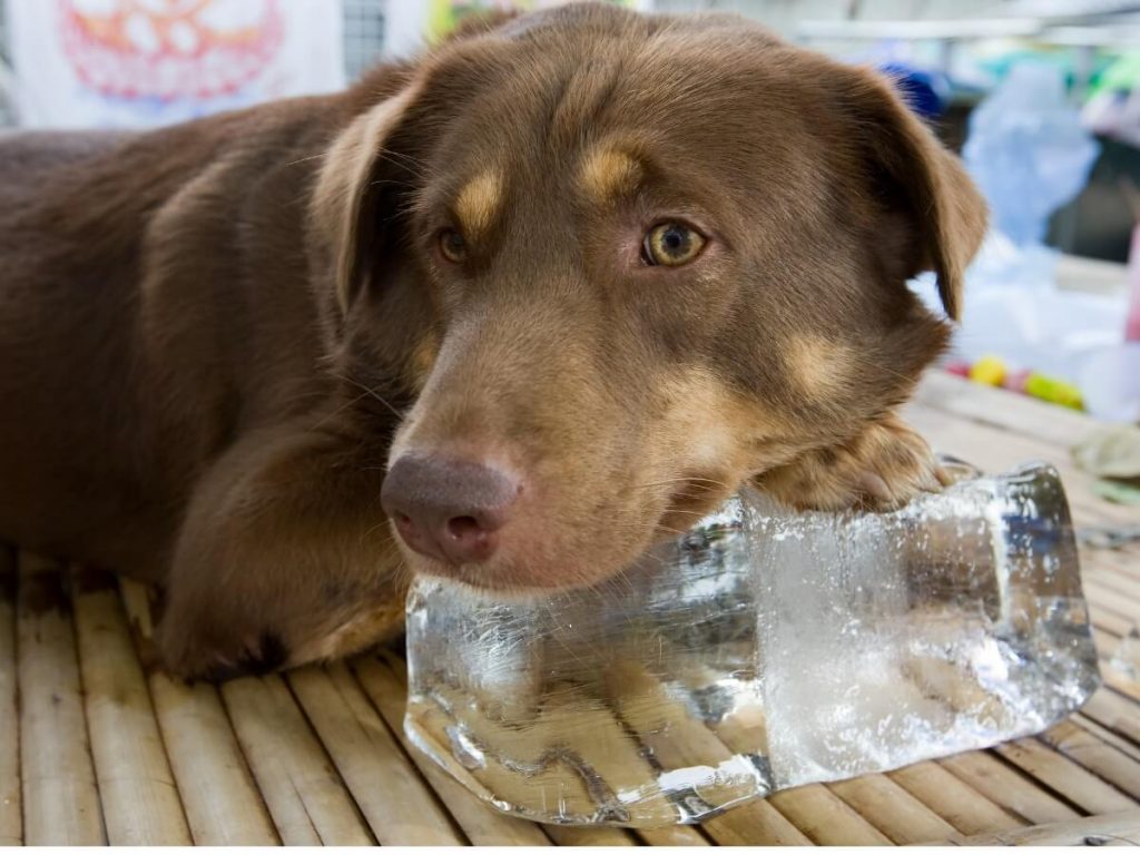 La glace est-elle bonne pour les chiens ?