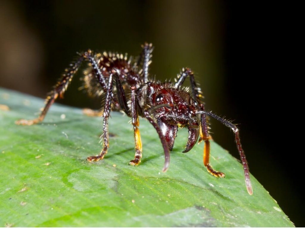 10 curiosités de la fourmi balle