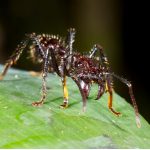 hormiga-bala-paraponera-clavata.jpg