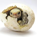 huevo-incubado-tortuga.jpg