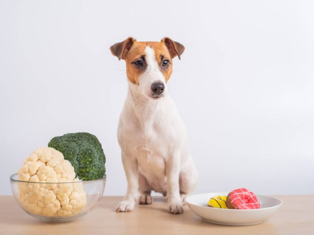 Les chiens peuvent-ils manger du chou-fleur ?