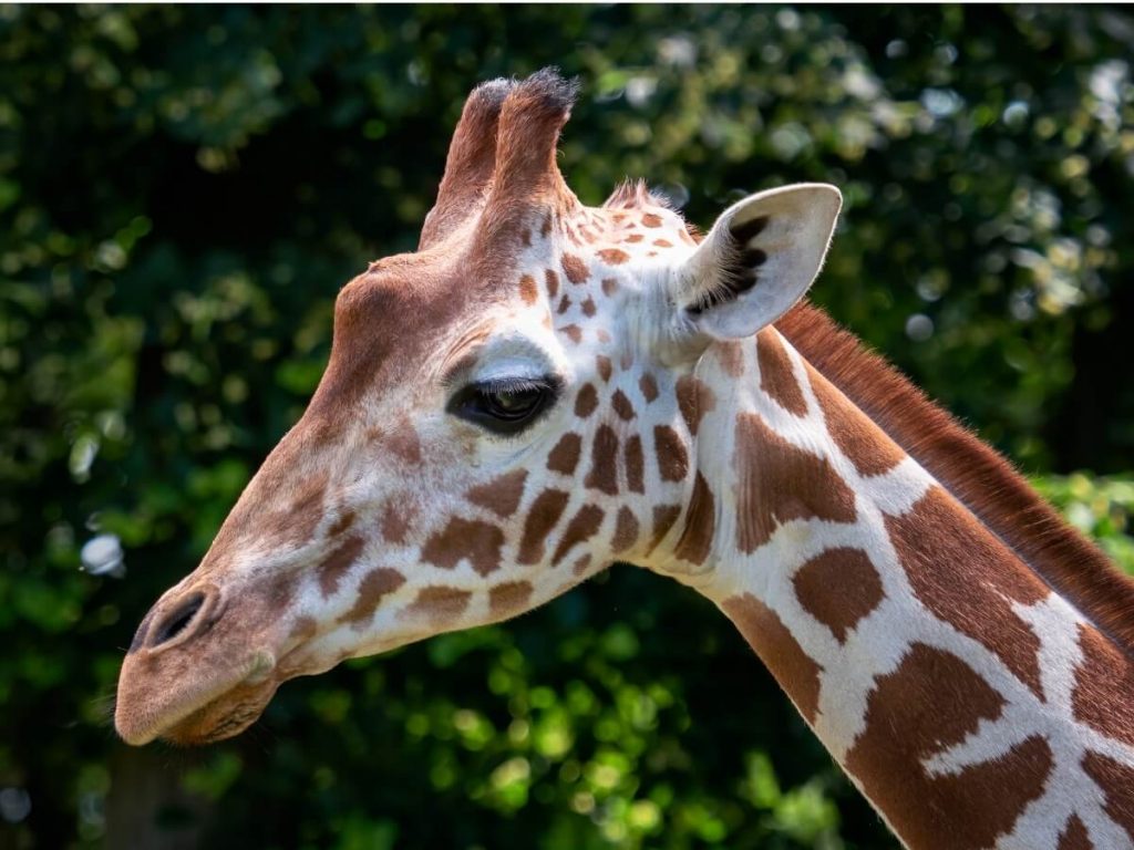 Girafe de Somalie: habitat et caractéristiques