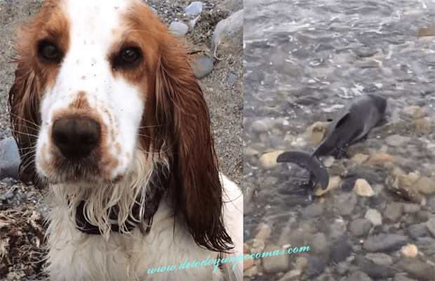 Incroyable : un dauphin piégé au bord de la mer est sauvé par un chien
