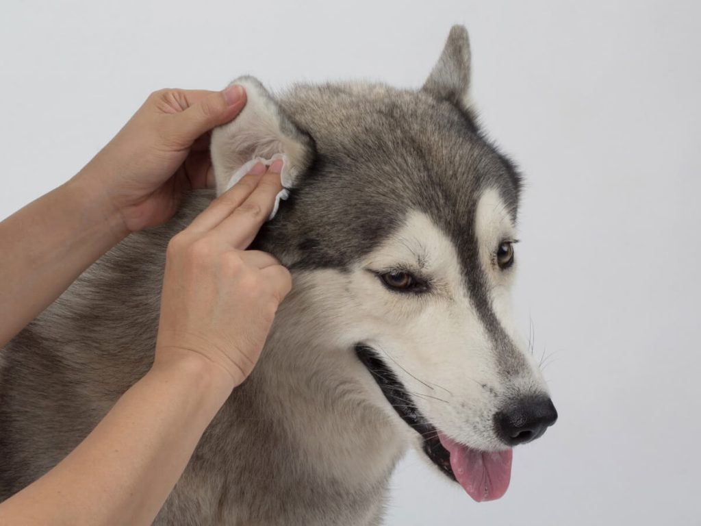 Comment masser les oreilles du chien ?