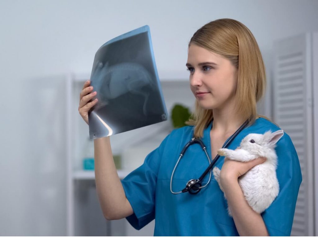 Stérilisation chez le lapin : ce qu'il faut savoir