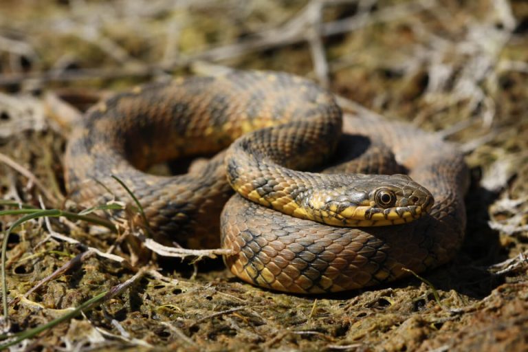 Serpent vipère: habitat et caractéristiques