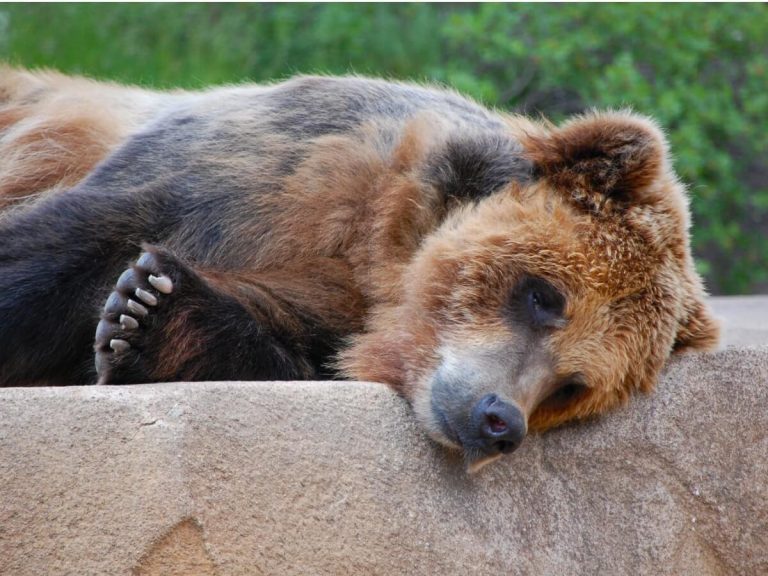 Véritable « frère ours », Joaquin Phoenix défend les ours dans un programme itinérant