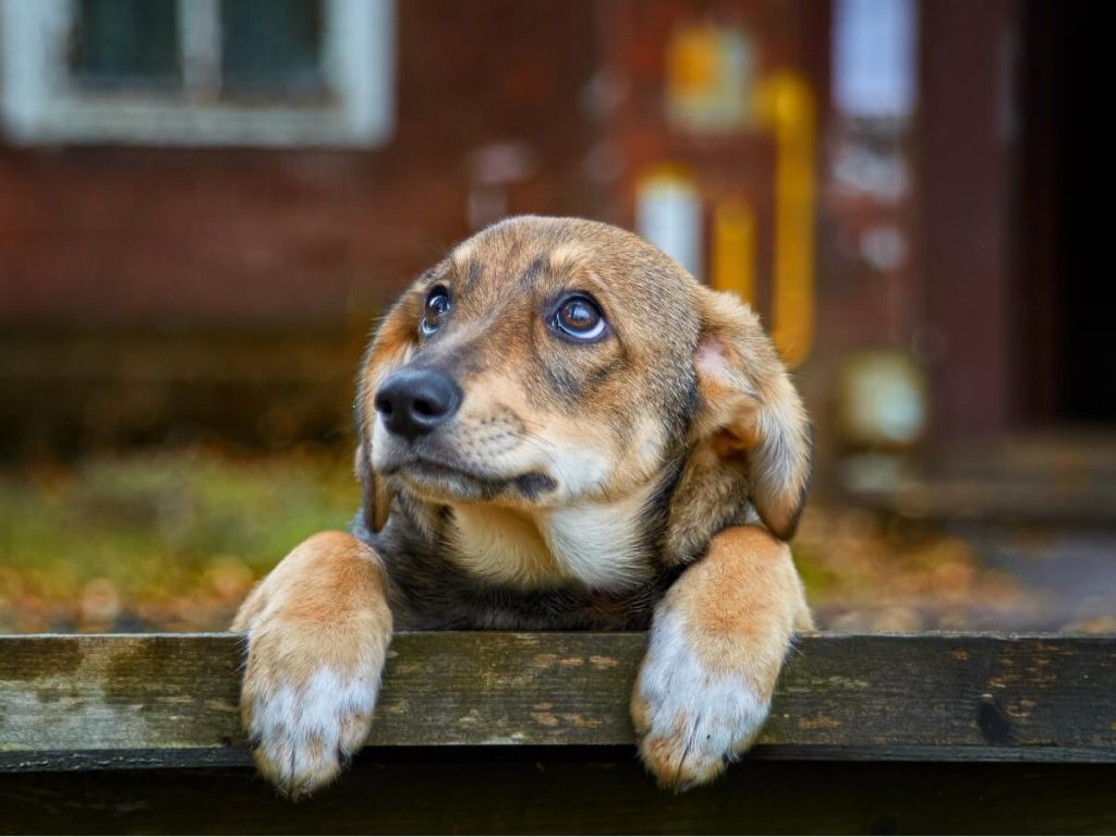 70% des chiens dans le monde vivent abandonnés