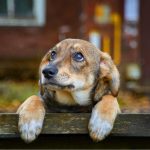 70% des chiens dans le monde vivent abandonnés