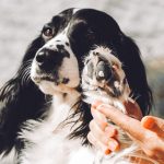 Blastoestimuline pour chiens : utilisations et contre-indications