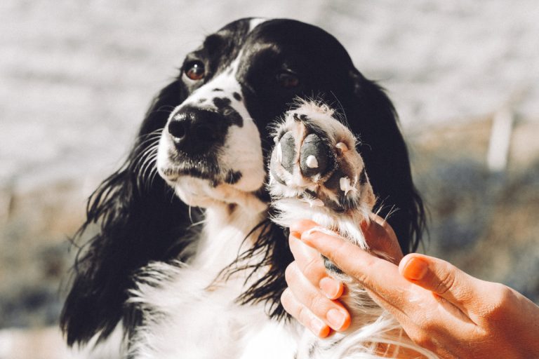 Blastoestimuline pour chiens : utilisations et contre-indications