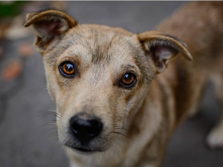 7 faits déchirants sur l'abandon de chien en 2021