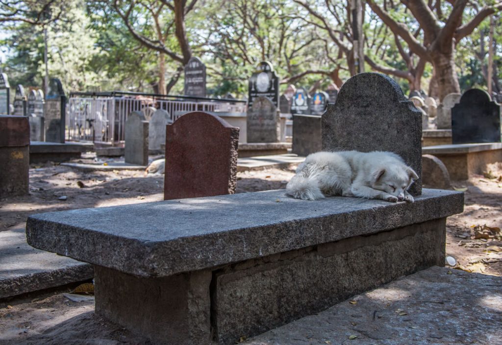 Les chiens peuvent-ils prédire la mort ?