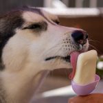 Les chiens peuvent-ils manger de la crème glacée?