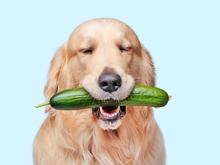 Les chiens peuvent-ils manger du concombre ?