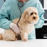 La mastocytose, le cancer le plus fréquent chez le chien