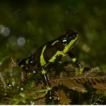 8 types d'amphibiens