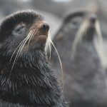 Ours de mer arctique : habitat et caractéristiques