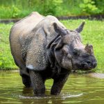 Rhinocéros indien : habitat et caractéristiques