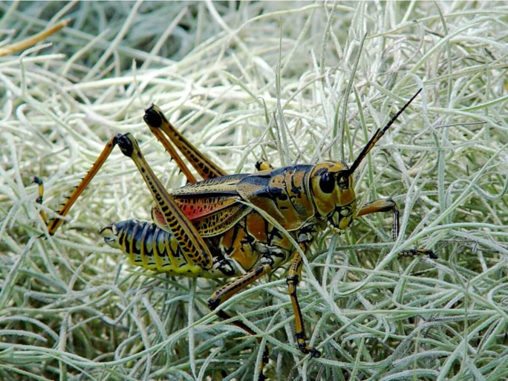 10 curiosités de sauterelles