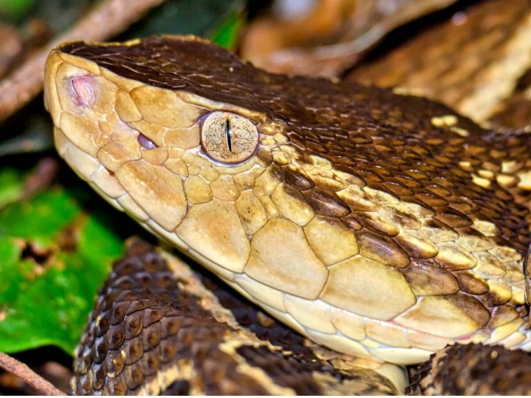Serpent velouté: habitat et caractéristiques