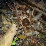 Araignée Goliath: habitat et caractéristiques